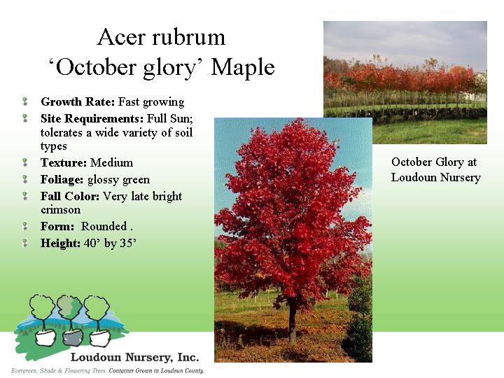Index of tree